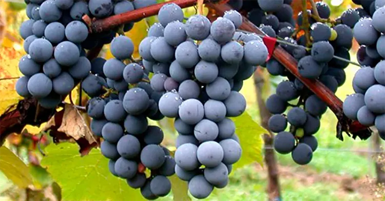 Uva Bobal - DO Utiel-Requena